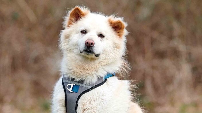 Hund mit wuscheligem, weißem Fell in Nahaufnahme 