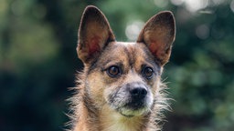 Hund mit braunem Fell in Nahaufnahme 