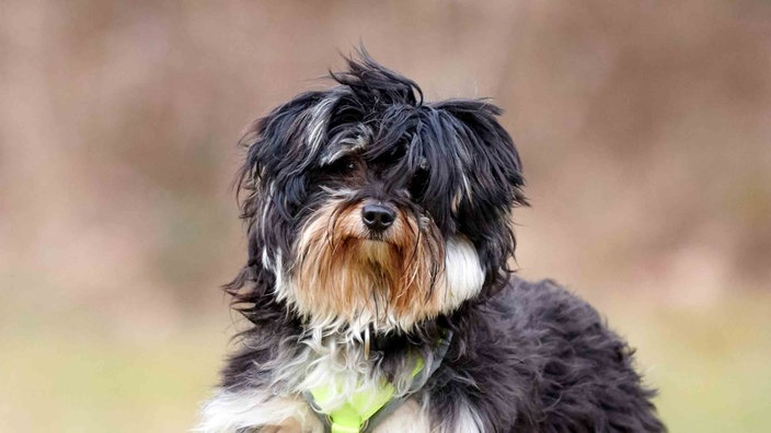 Hund mit langem, schwarz-beigefarbenem Fell in Nahaufnahme 