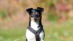 Nahaufnahme eines dreifarbigen Hundes