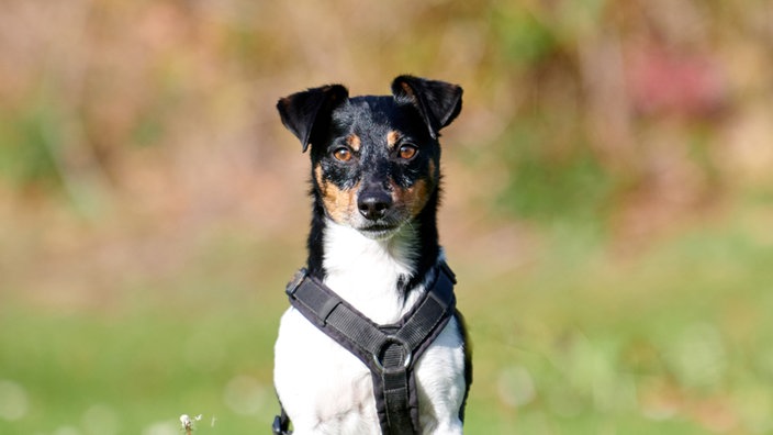Nahaufnahme eines dreifarbigen Hundes