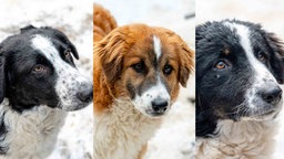Eine Collage von drei Hunden auf einer mit Schnee bedeckten Wiese 
