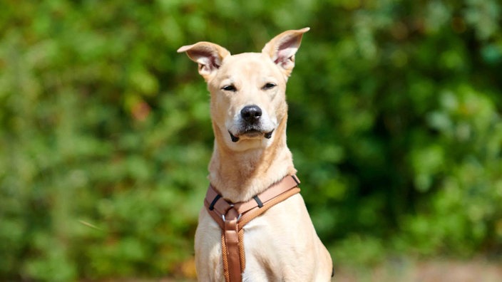 Ein blonder Hund in Nahaufnahme 