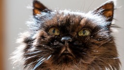 Kater mit wuscheligem dunklem Fell in Nahaufnahme 