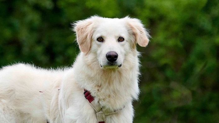 Hund mit weißem Fell in Nahaufnahme 