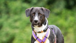 Hund mit schwarz-weißem Fell in Nahaufnahme 
