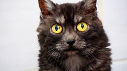 Graue Katze mit gelben Augen in Nahaufnahme 