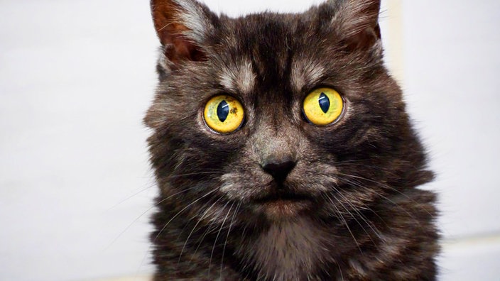 Graue Katze mit gelben Augen in Nahaufnahme 