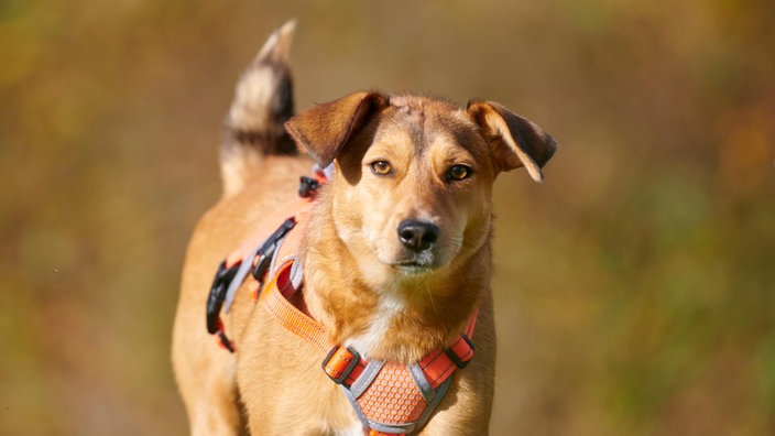 Nahaufnahme eines gold-braunen Hund 