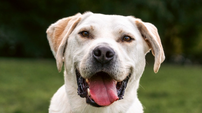 Hund mit hellbeigefarbenem Fell hechelnd in Nahaufnahme 