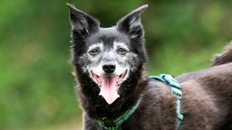 Kleiner Hund mit schwarzem Fell und grauer Maske in Nahaufnahme 