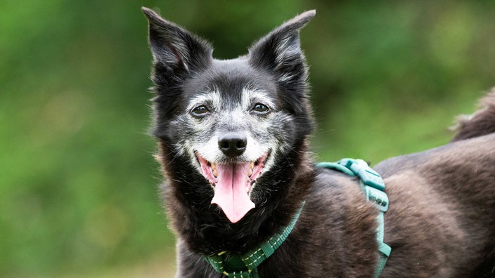 Kleiner Hund mit schwarzem Fell und grauer Maske in Nahaufnahme 