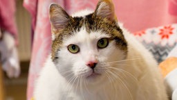 Weißer Kater mit braunen Ohren in Nahaufnahme