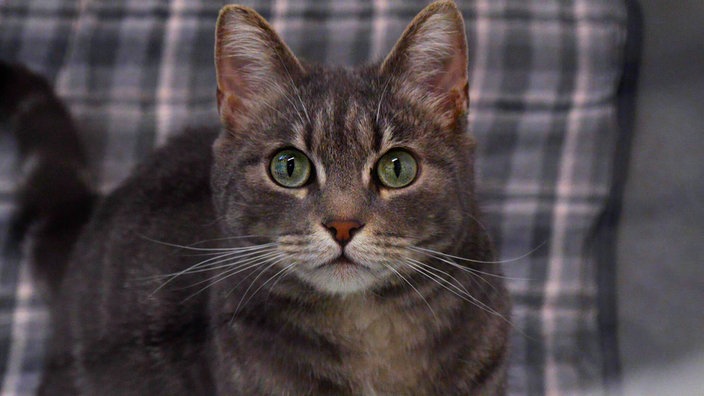Katze mit blaugrau-getigertem Fell in Nahaufnahme 