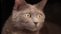 Graue Katze in Nahaufnahme 