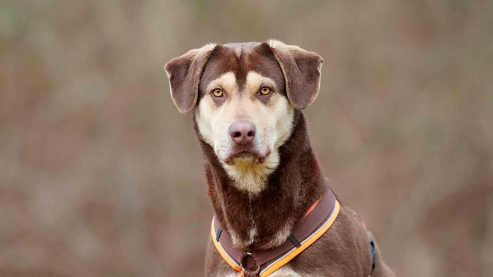 Hund mit dunkelbraun-beigefarbenem Fell in Nahaufnahme 