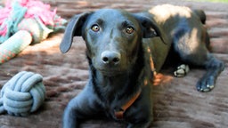 Hund mit schwarzem Fell liegt auf einem braunen Teppich 