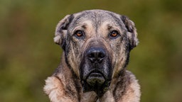 Hund mit braunem Fell in Nahaufnahme 