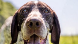 Hund mit braun-weißem Fell und Schlappohren in Nahaufnahme 