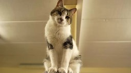 Kater mit weiß-getigertem Fell schaut in die Kamera 