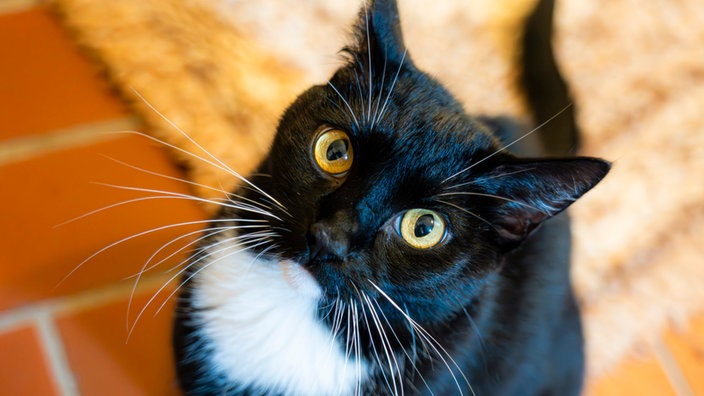Katze mit schwarz-weißem Fell schaut hinauf in die Kamera 