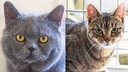 Eine Collage aus einer grauen und einer getigerten Katze 