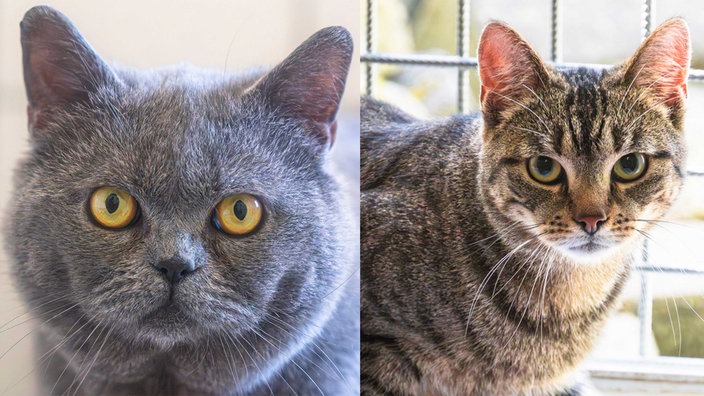 Eine Collage aus einer grauen und einer getigerten Katze 