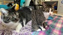 Eine Collage zweier getigerter Katzen 