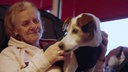 Ein braun-weißer Hund sitzt bei einer älteren Dame auf dem Schoß 