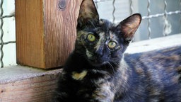 Katze mit schildpatt-farbenem Fell in Nahaufnahme 