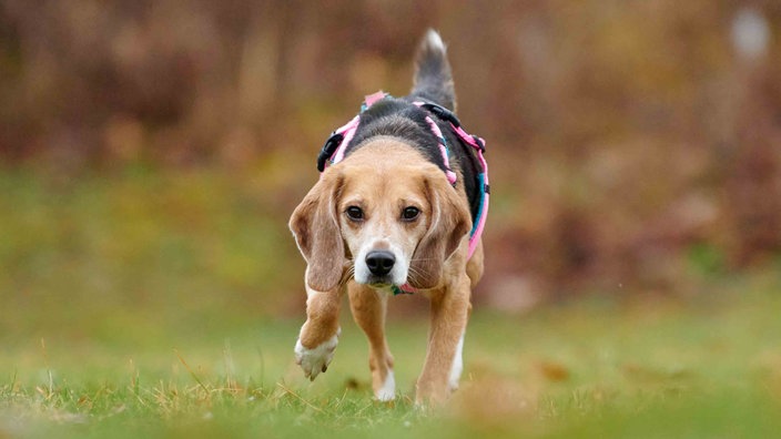 Hund mit tricolorfarbenem Fell auf einer Wiese 
