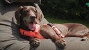 Ein Hund mit dunkelbraunem Fell und einem roten Hundegeschirr liegt auf einem Kissen 