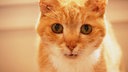 Nahaufnahme einer rot getigerten Katze