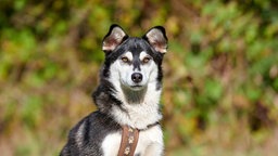 Ein schwarz-weißer Hund mit braunen Augen sitzt auf einer Wiese bei Sonnenschein