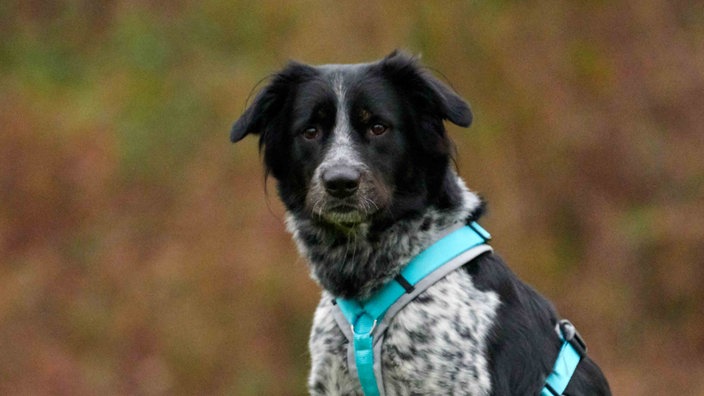 Hund mit schwarz-weißem Fell in Nahaufnahme 
