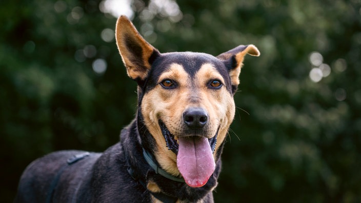 Hund mit schwarz-braunem Fell schaut hechelnd in die Kamera 