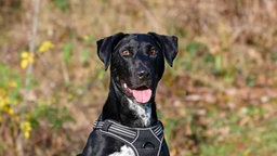 Hund mit schwarzem Fell und weißen Abzeichen hechelnd in Nahaufnahme 