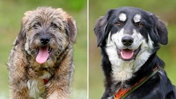Collage aus zwei Hundeporträts: Links ein brauner wuscheliger Hund, rechts ein schwarz-weißer Hund, beide in Nahaufnahme