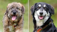 Collage aus zwei Hundeporträts: Links ein brauner wuscheliger Hund, rechts ein schwarz-weißer Hund, beide in Nahaufnahme