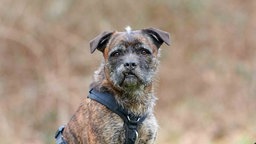 Hund mit dunkel gestromtem Fell in Nahaufnahme  
