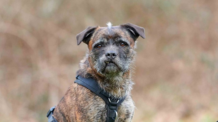 Hund mit dunkel gestromtem Fell in Nahaufnahme  