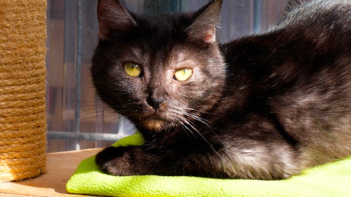 Katze mit smoke-farbenem Fell in Nahaufnahme 