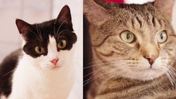 Collage von zwei Katzen: links eine schwarz-weiße Katze und rechts eine getigerte Katze