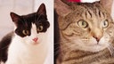 Collage von zwei Katzen: links eine schwarz-weiße Katze und rechts eine getigerte Katze