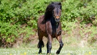 Braunes Pony läuft über eine Wiese auf die Kamera zu