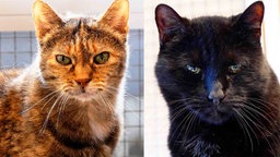 Eine Collage aus einer braun-bunten und einer schwarzen Katze 