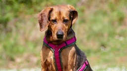 Mittelgroßer Hund mit kurzem braunem Fell in Nahaufnahme