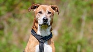 Mittelgroßer Hund mit hellbraun-weißem kurzem Fell in Nahaufnahme