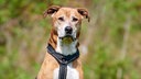 Mittelgroßer Hund mit hellbraun-weißem kurzem Fell in Nahaufnahme