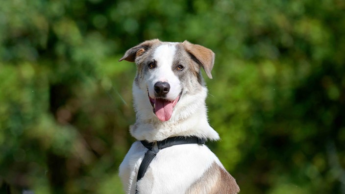 Hund mit braunem Fell und weißen Flecken in Nahaufnahme 